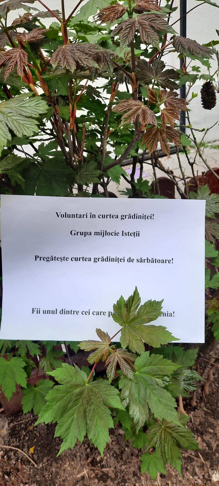 Voluntari_în_curtea_grădiniței